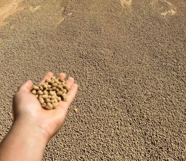 Mão segurando grânulos de fertilizante Gefoscal com a esteira de produção ao fundo